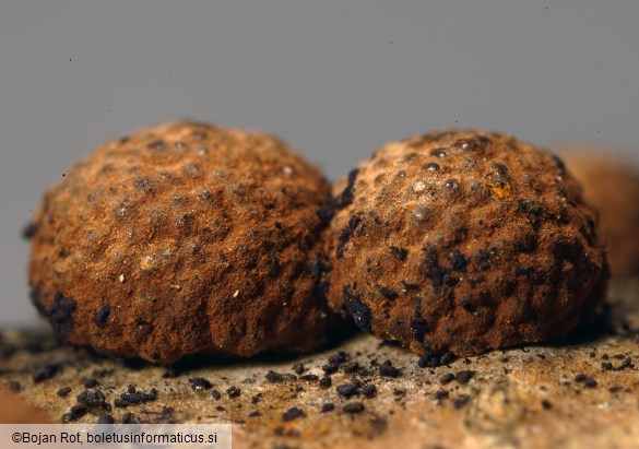 Hypoxylon howeanum