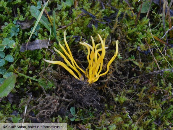 Clavulinopsis helvola