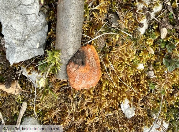 Pycnoporus cinnabarinus