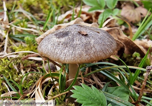 Entoloma plebeioides