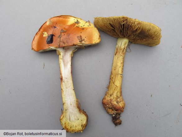 Calonarius elegantissimus