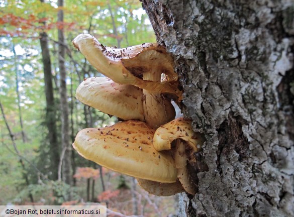 Pholiota adiposa