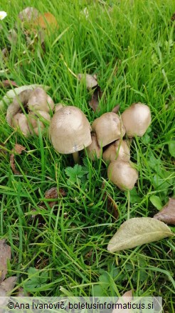 Coprinopsis atramentaria