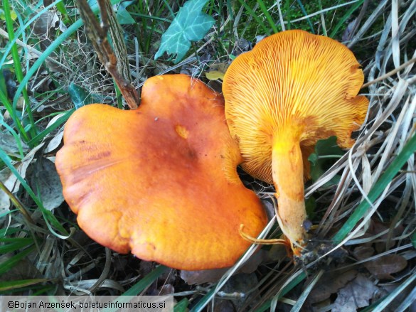 Omphalotus olearius