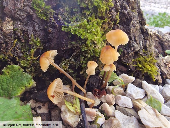 Atheniella leptophylla