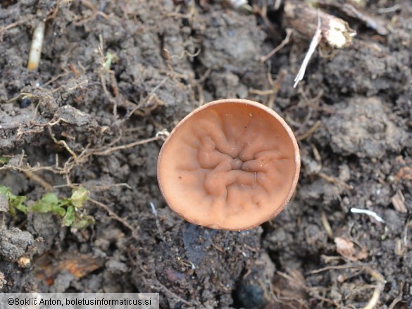 Dumontinia tuberosa