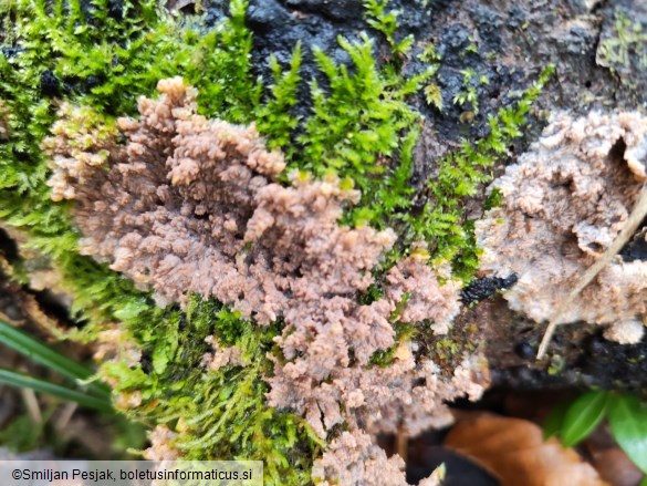 Phlebia radiata