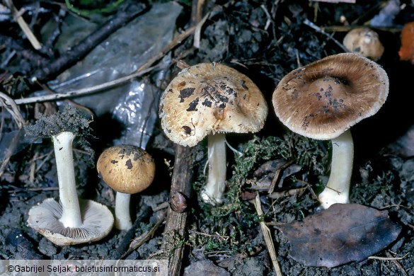 Inocybe splendens