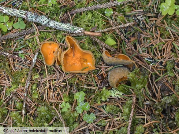 Caloscypha fulgens