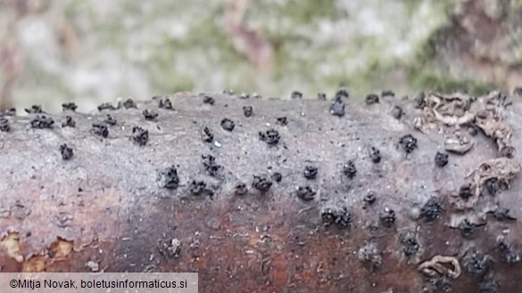 Peroneutypa scoparia