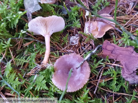 Rhizocybe pruinosa