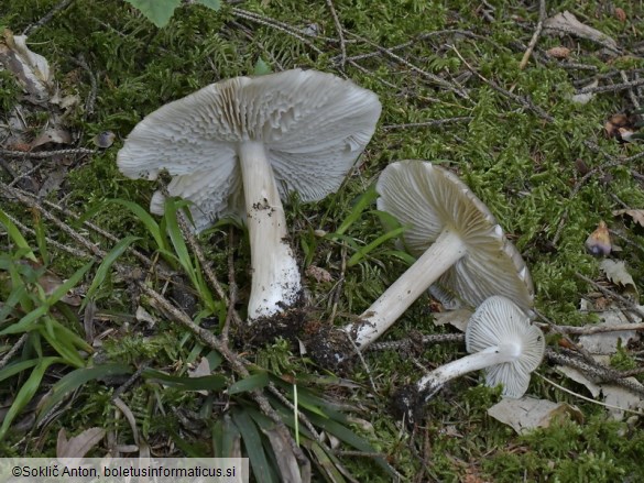 Megacollybia platyphylla
