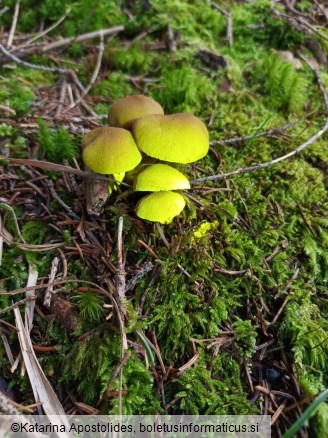 Cortinarius venetus