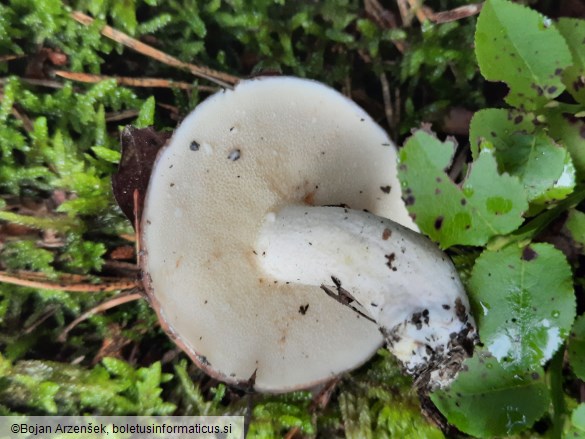 Suillus granulatus