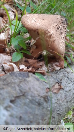 Echinoderma asperum