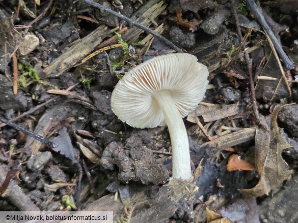 Pluteus dietrichii