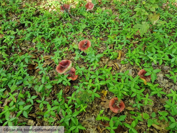 Russula melliolens