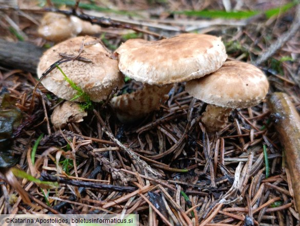 Inocybe terrigena
