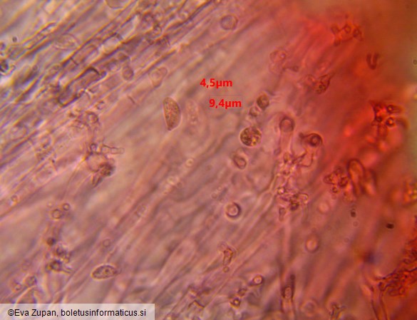 Calyptella capula