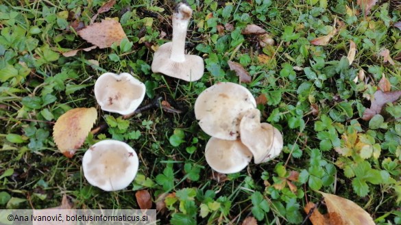 Hebeloma leucosarx