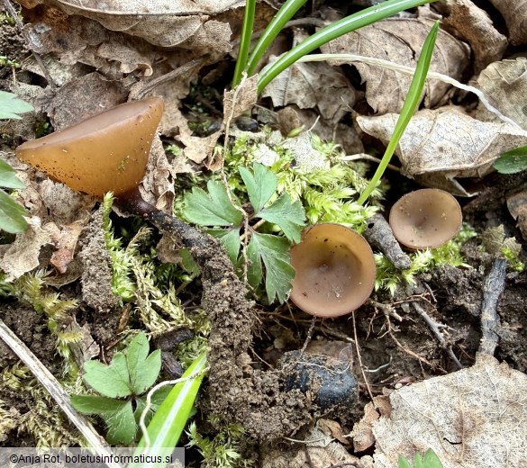 Dumontinia tuberosa