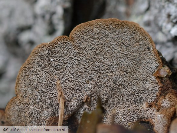 Phellinus viticola
