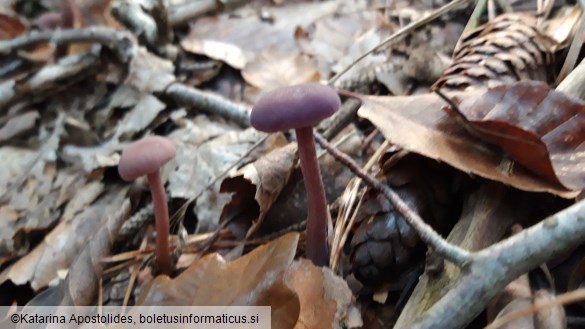 Laccaria amethystina