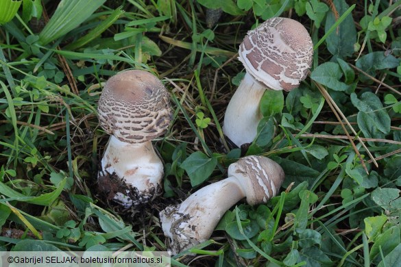 Chlorophyllum brunneum