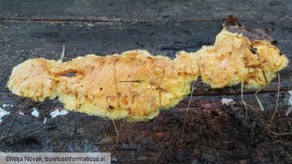 Auriporia aurulenta