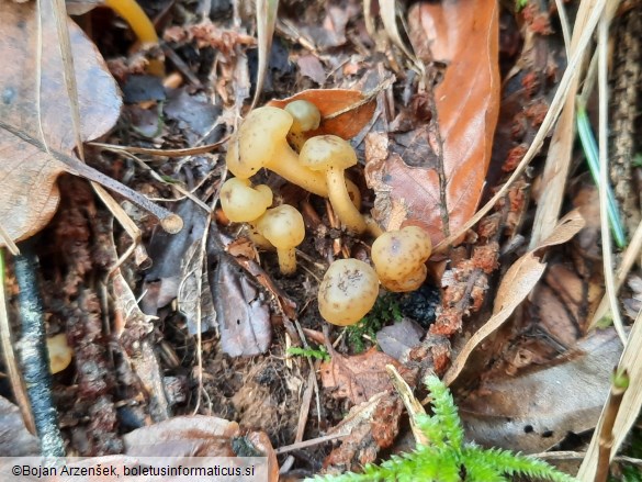 Leotia lubrica
