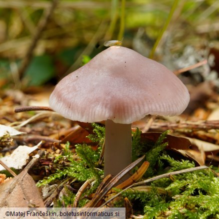Mycena rosea