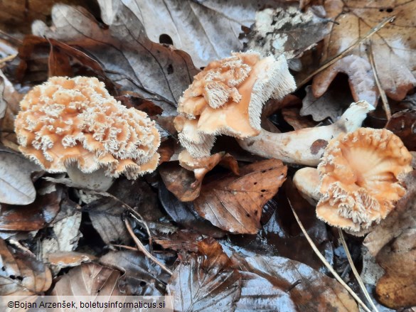Hydnum umbilicatum