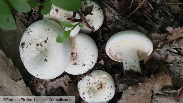 Lactarius piperatus