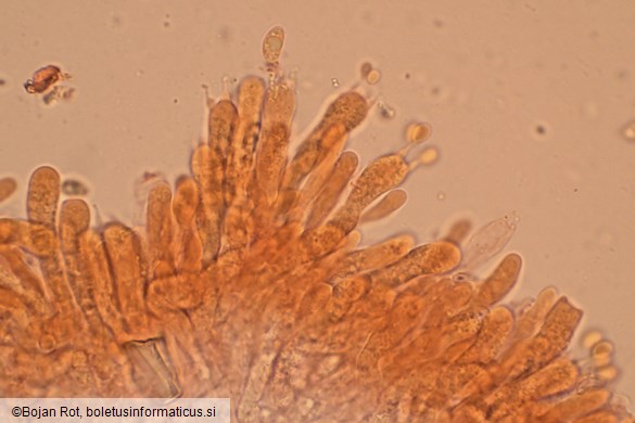 Lyophyllum daonense