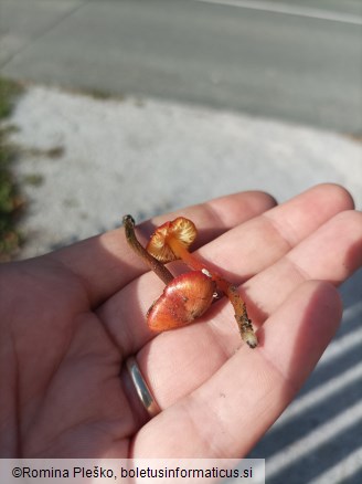 Hygrocybe conica