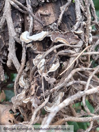 Auricularia mesenterica