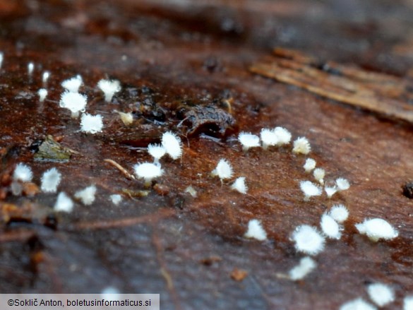 Incrucipulum ciliare