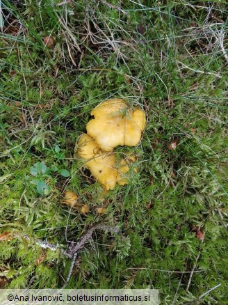 Cantharellus cibarius