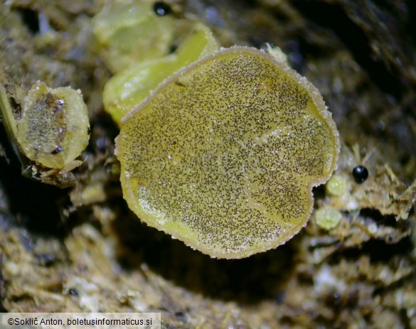 Ascobolus furfuraceus