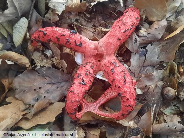 Clathrus archeri