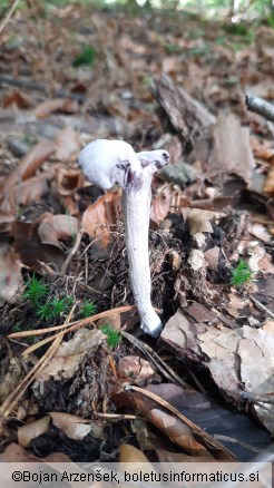 Laccaria amethystina