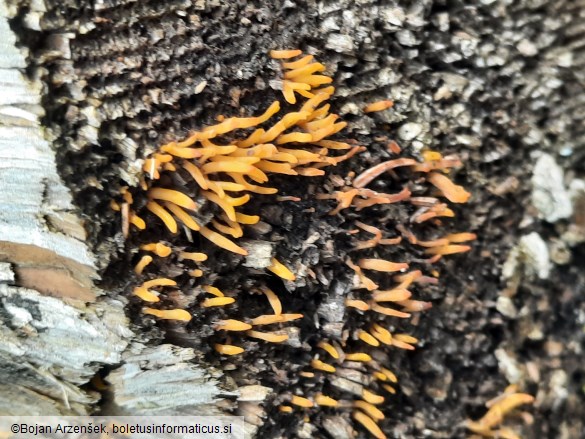 Calocera cornea