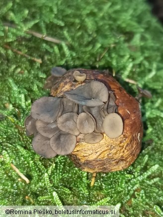 Rutstroemia echinophila
