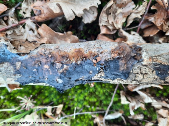 Phaeotremella frondosa