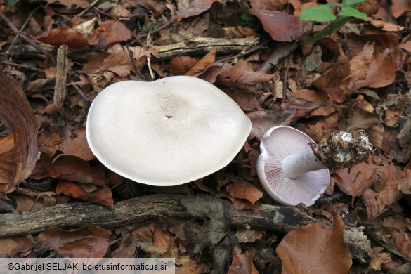 Lepista glaucocana