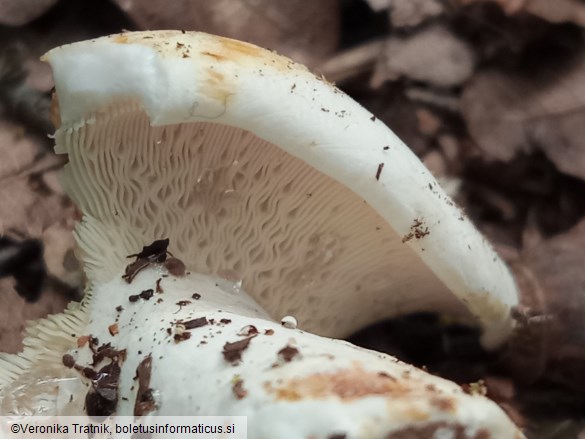 Lactarius piperatus