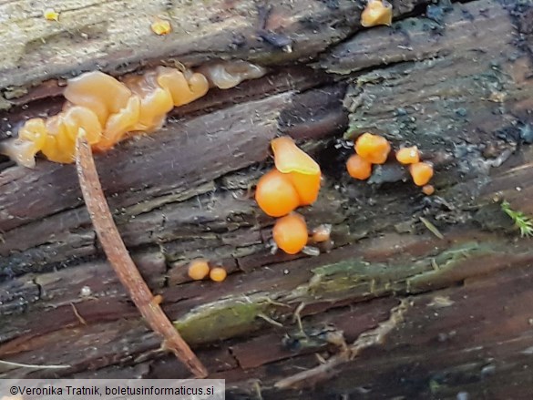 Dacrymyces stillatus