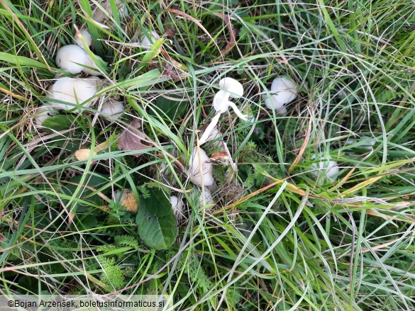 Cuphophyllus virgineus