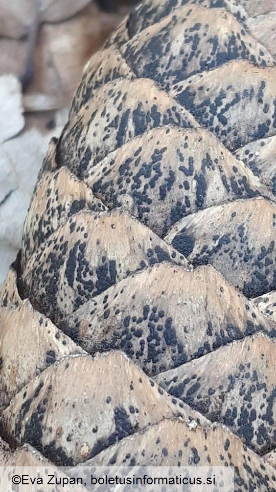 Discosia strobilina