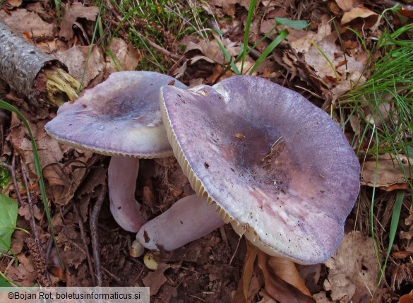 Russula amoena